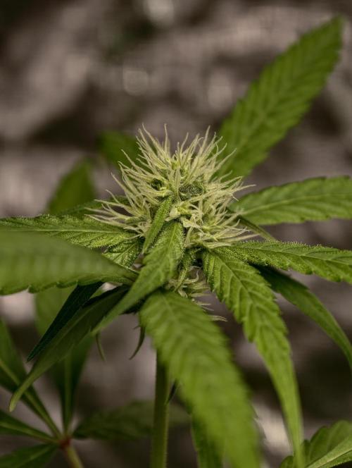 F025 Dutch Passion test strain. Week 5