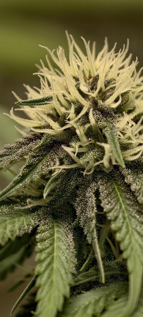 F026 Dutch Passion test strain. Week 5