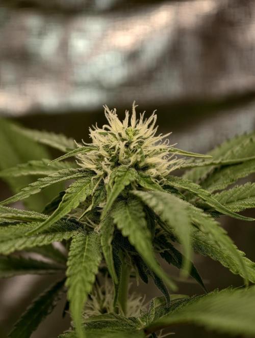 F026 Dutch Passion test strain. Week 5
