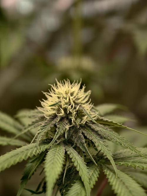 F026 Dutch Passion test strain. Week 5