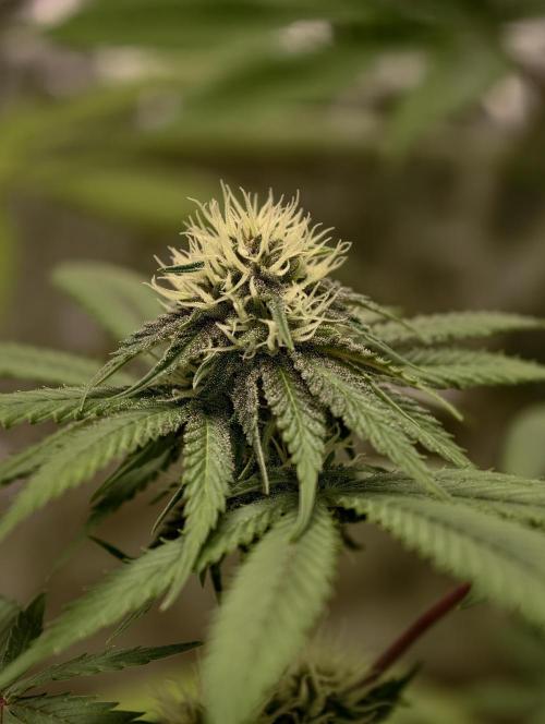 F026 Dutch Passion test strain. Week 5