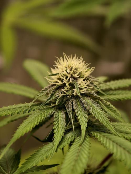 F026 Dutch Passion test strain. Week 5