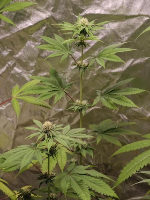 F026 Dutch Passion test strain. Week 5