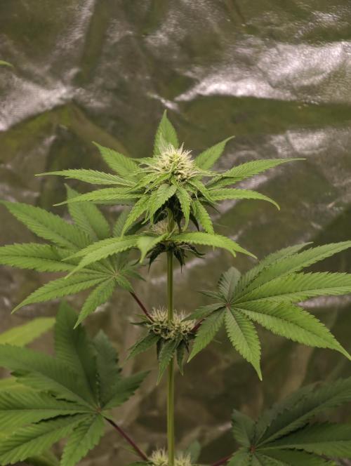 F026 Dutch Passion test strain. Week 5