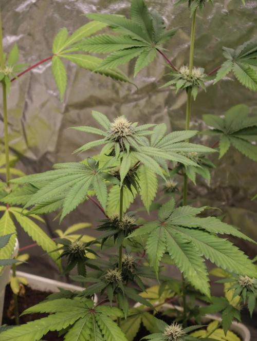 F026 Dutch Passion test strain. Week 5