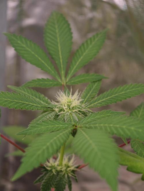 F027 Dutch Passion test strain. Week 5