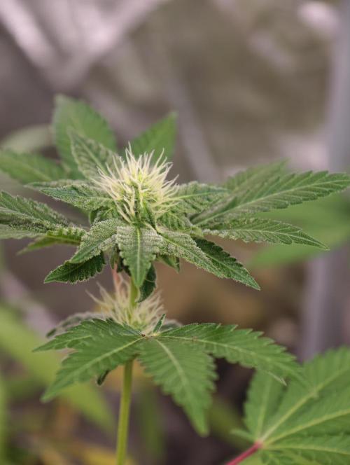 F027 Dutch Passion test strain. Week 5