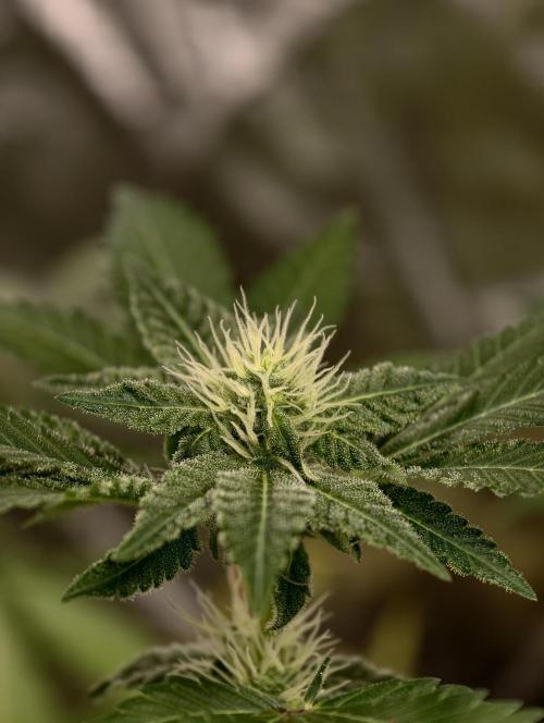 F027 Dutch Passion test strain. Week 5