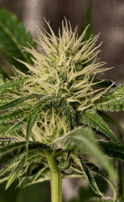 F028 Dutch Passion test strain. Week 5