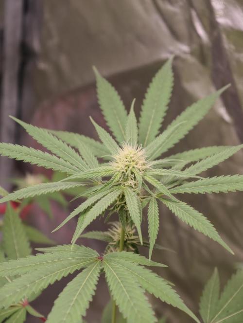 F028 Dutch Passion test strain. Week 5