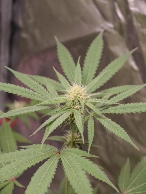 F028 Dutch Passion test strain. Week 5