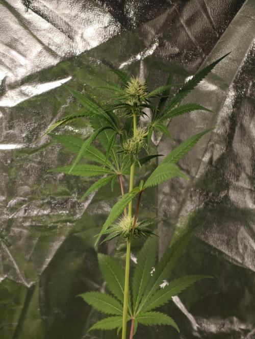 F028 Dutch Passion test strain. Week 5