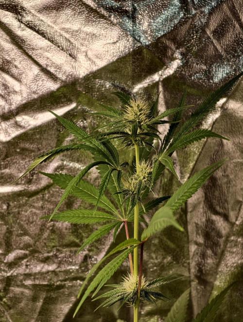 F028 Dutch Passion test strain. Week 5