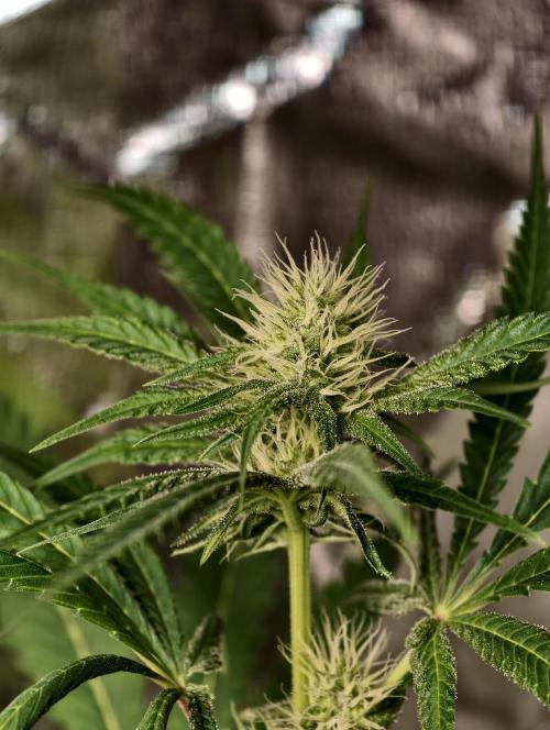F028 Dutch Passion test strain. Week 5