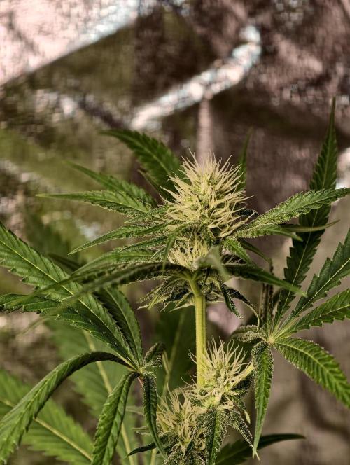 F028 Dutch Passion test strain. Week 5