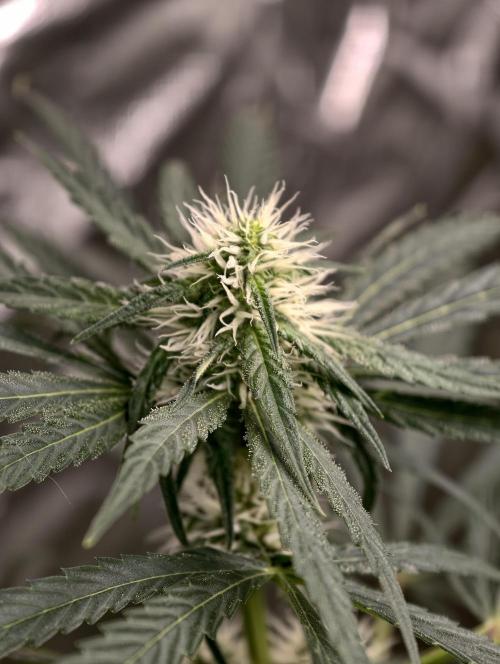 Poison cookies. Week 6