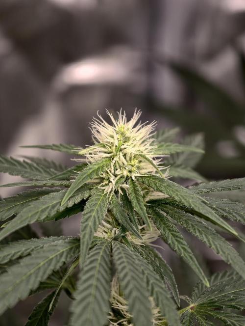 Poison cookies. Week 6