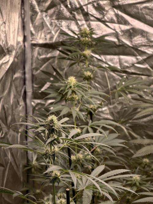 Poison cookies. Week 6