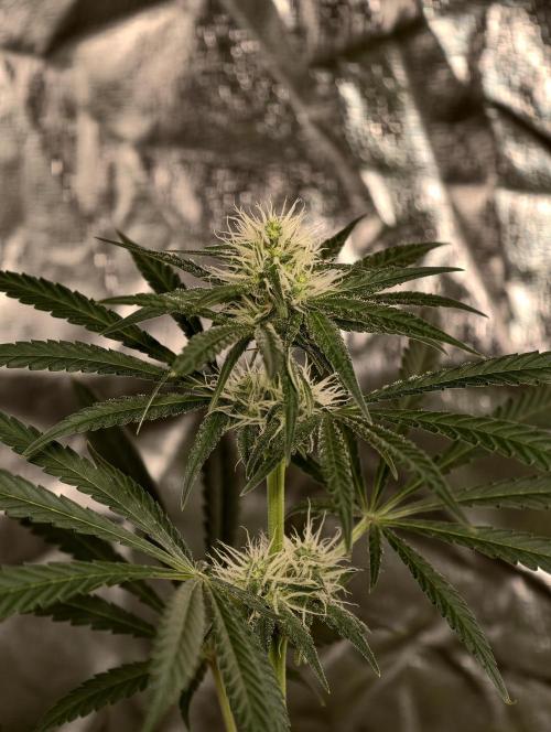 Poison cookies. Week 6
