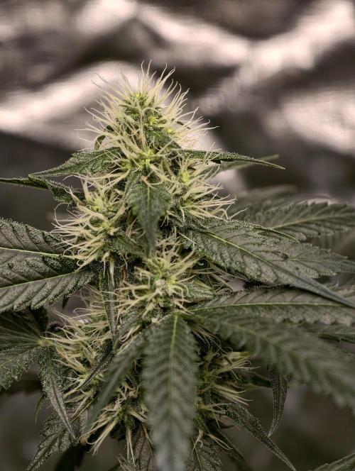 Orange Biscuit. Week 6
