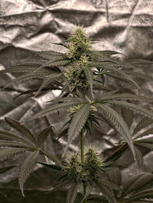 Orange Biscuit. Week 6