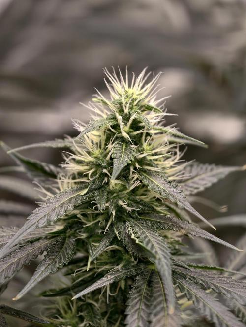 Orange Biscuit. Week 6