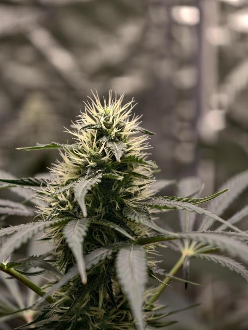 Orange Biscuit. Week 6