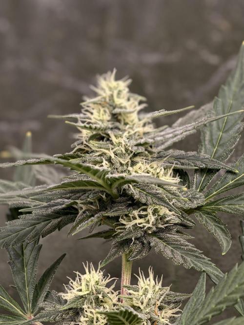 A005 Dutch Passion Test. Week 6