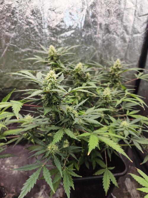 A005 Dutch Passion Test. Week 6