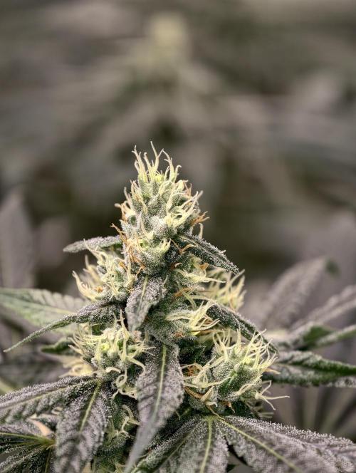 F001 Dutch Passion test strain. Week 7