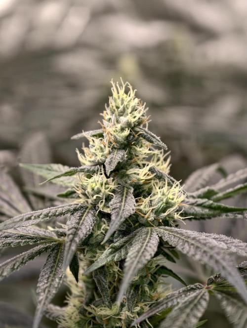 F001 Dutch Passion test strain. Week 7