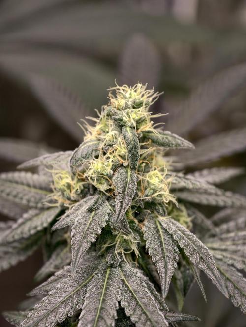 F001 Dutch Passion test strain. Week 7
