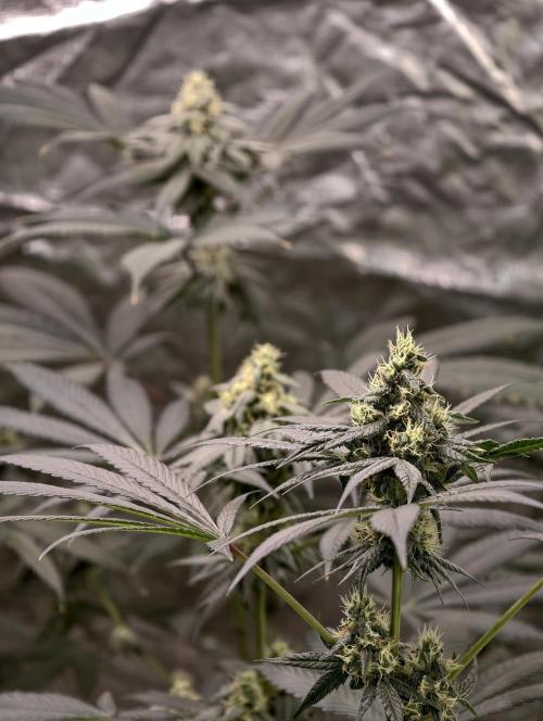 F001 Dutch Passion test strain. Week 7