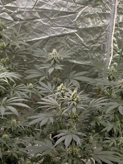 F001 Dutch Passion test strain. Week 7