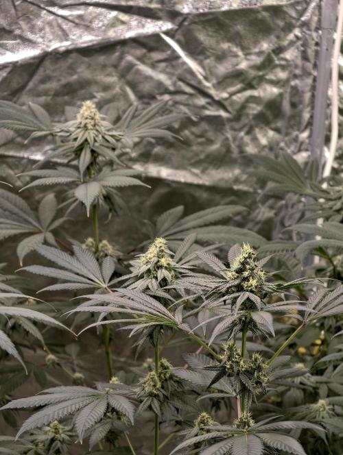 F001 Dutch Passion test strain. Week 7