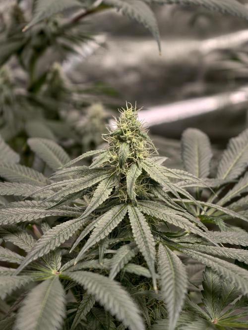 F002 Dutch Passion test strain. Week 7