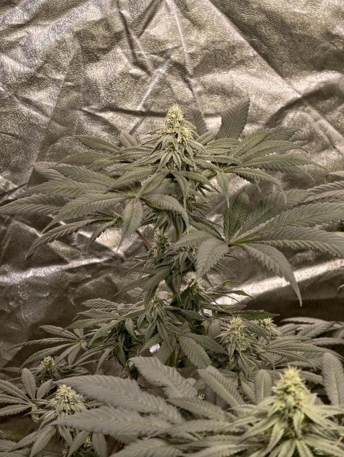F002 Dutch Passion test strain. Week 7