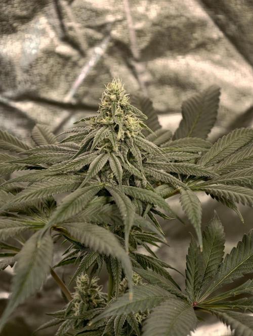 F002 Dutch Passion test strain. Week 7