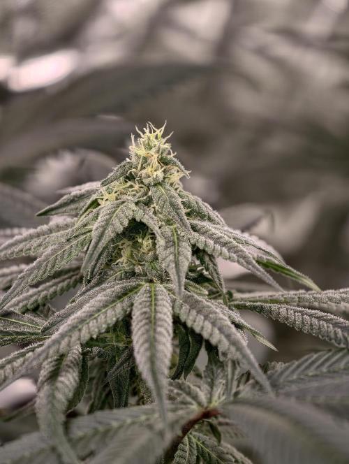 F002 Dutch Passion test strain. Week 7