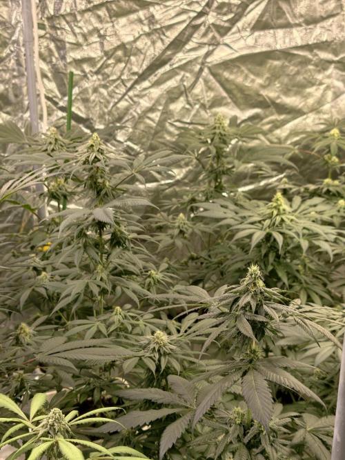 F002 Dutch Passion test strain. Week 7