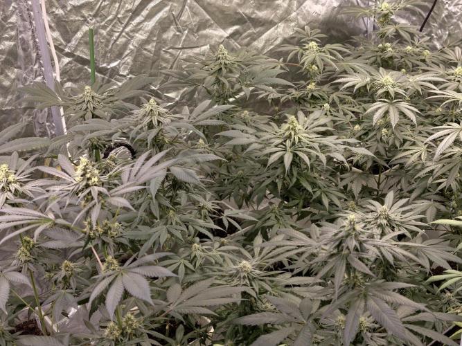 F002 Dutch Passion test strain. Week 7