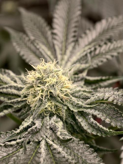 F008 Dutch Passion test strain. Week 7