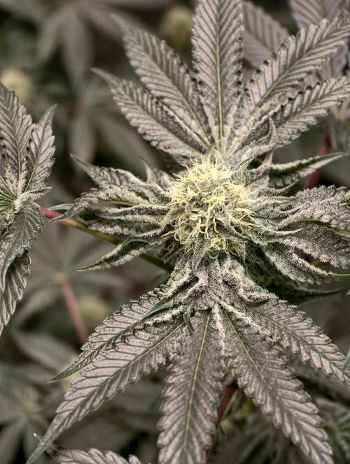 F008 Dutch Passion test strain. Week 7