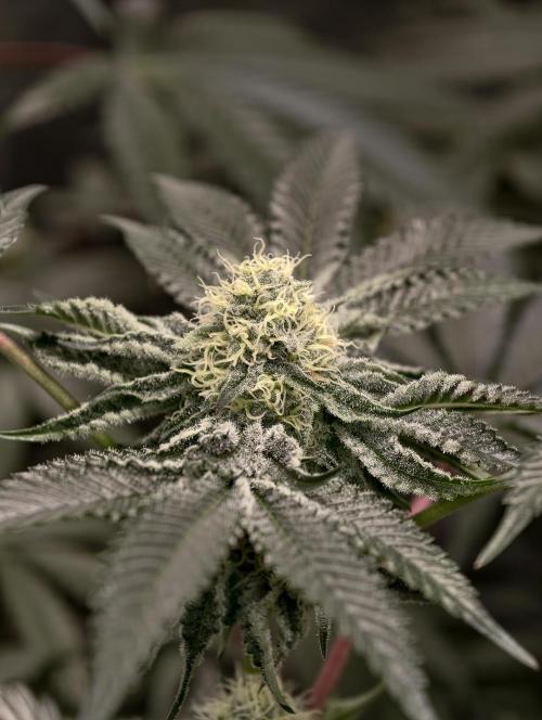 F008 Dutch Passion test strain. Week 7