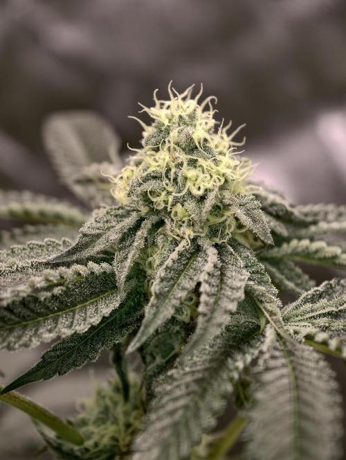F008 Dutch Passion test strain. Week 7