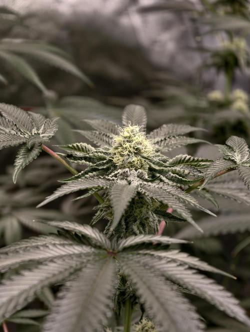 F008 Dutch Passion test strain. Week 7
