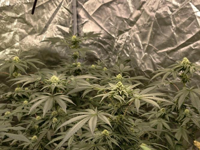 F008 Dutch Passion test strain. Week 7