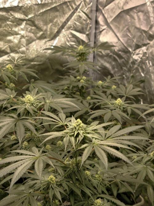 F008 Dutch Passion test strain. Week 7