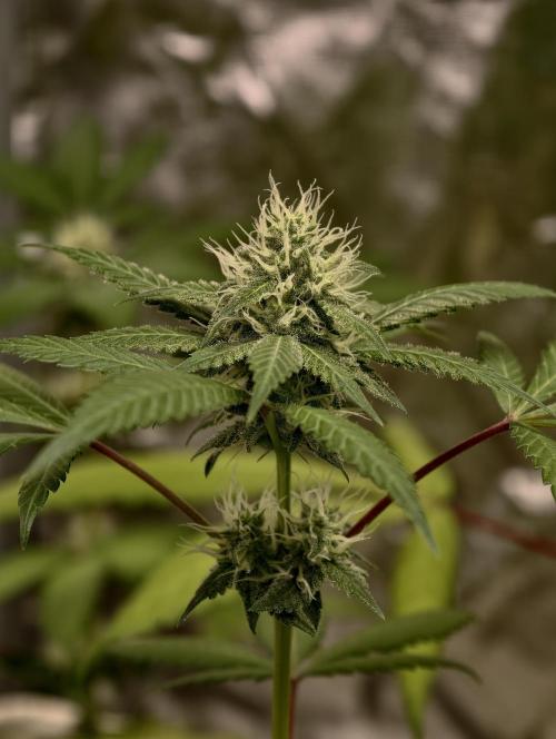 F025 Dutch Passion test strain. Week 6