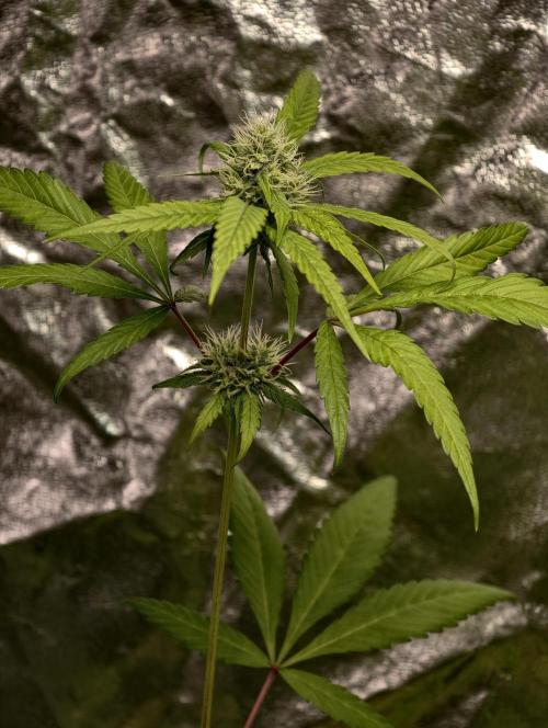 F025 Dutch Passion test strain. Week 6